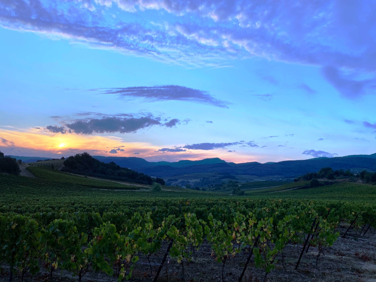 Domaine d'O｜ ヌーヴェル・セレクション Nouvelles Selections Inc